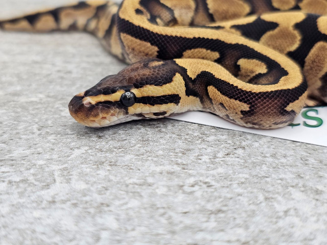 2023 Male Fire Yellow Belly 50% het Clown in Reptiles & Amphibians for Rehoming in Markham / York Region - Image 2