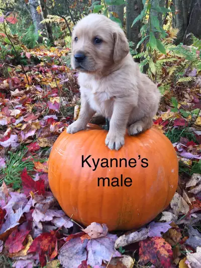 Golden Retriever Puppies, View more