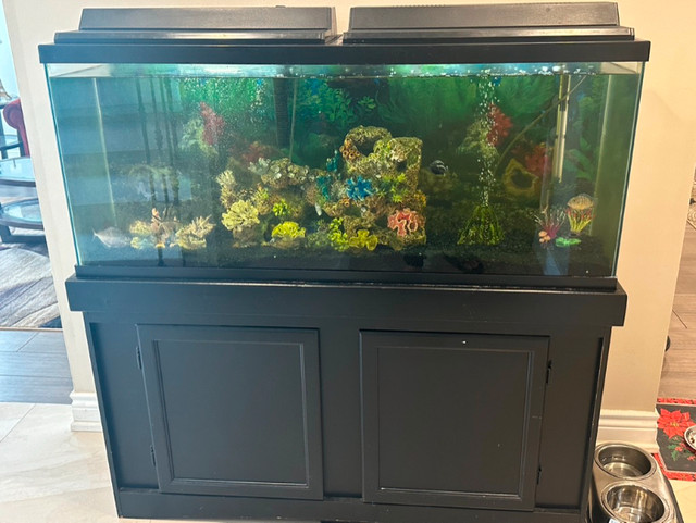 Large Fish Aquarium with Stand (55 Gallons) | Fish for Rehoming |  Mississauga / Peel Region | Kijiji