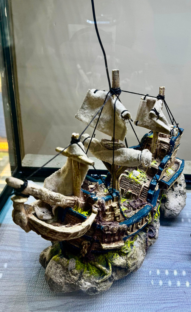 Aquarium Ornaments in Fish for Rehoming in Red Deer - Image 2