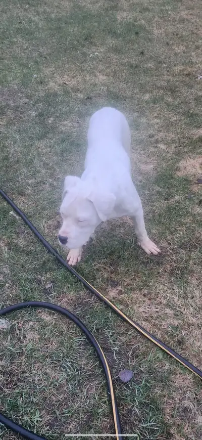 Purebred Dogo Argentino, View more