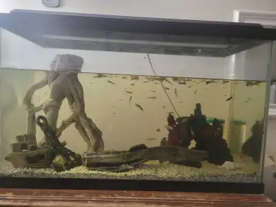 aquarium and fish for sale, View more