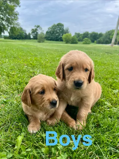 Red Golden Retriever Puppies, View more