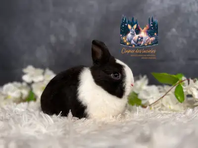 Neutered blue eyed Netherland dwarf , View more