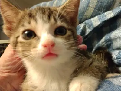 LOWEST PRICE ON THESE ADORABLE MALES AND FEMALES. CAN DELIVER. 2 LITTERS. THEY ARE SO LOVING AND AFF...