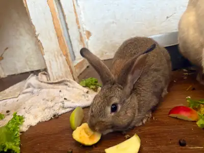 Baby bunnies, View more