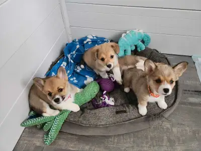 corgi pembroke, View more