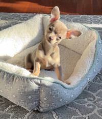 Beautiful Chihuahua Puppies
