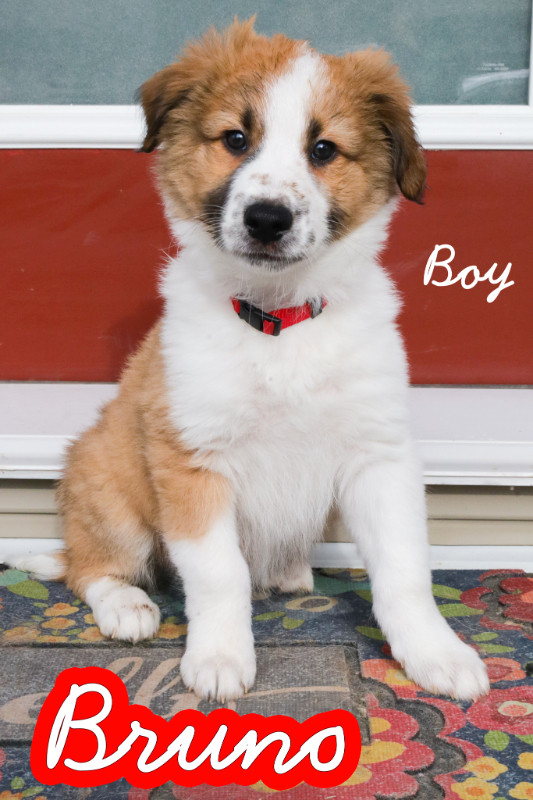Mini Australian Shepherd x - Ready for new homes! in Dogs & Puppies for Rehoming in Edmonton - Image 4