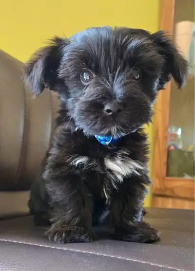 morkie male 1 an, View more