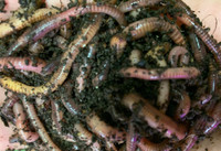 1lb Red Wigglers Composting Worms