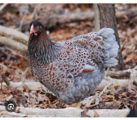 Red Blue Laced Wyandotte Chicks!