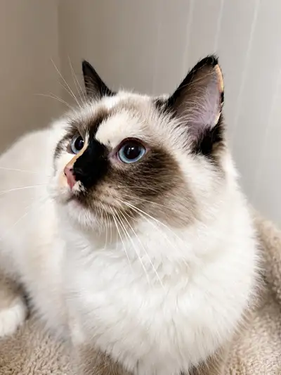 Rare Ragdoll Mix Girl (5 Months) – Blue Eyes, Super Cuddly, View more