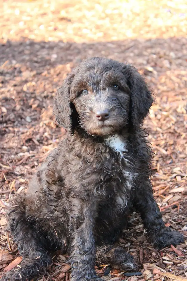 looking for Saint Bernedoodle, Newfie Doodle or Bernedoodle | Dogs ...
