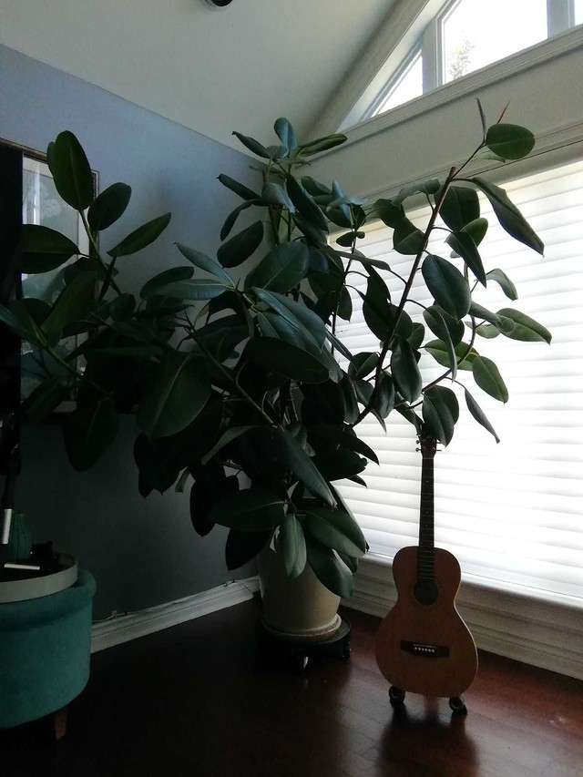 Rubber plant, ficus elastica,  in Home Décor & Accents in City of Halifax