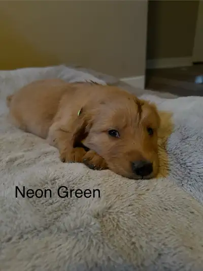 Adorable Golden Retriever Puppies, View more