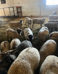 Halal lamb Licensed Butcher 