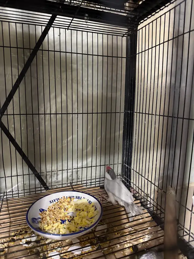 Java breeding pair  in Birds for Rehoming in Abbotsford - Image 2
