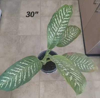 30" Dieffenbachia Plant, View more