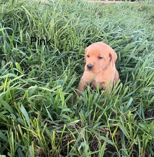 Purebred Labrador in Dogs & Puppies for Rehoming in Lethbridge - Image 4