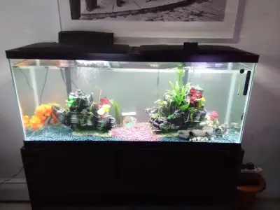 6 month old 55 Gallon tank and stand Dual Aquaflo silent pro filters 2 Fluval heaters 2 hood led lig...
