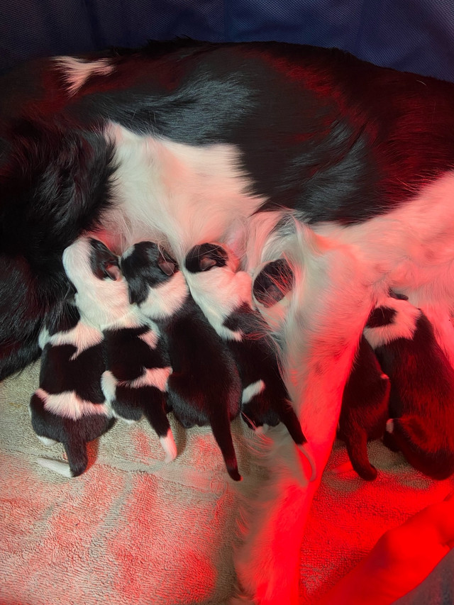 Purebred Border Collie Puppies in Dogs & Puppies for Rehoming in Moncton - Image 3