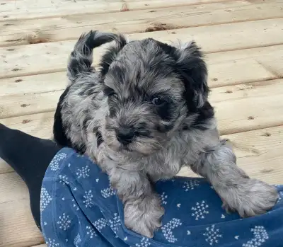 Aussiedoodles F1b ( berger australien X caniche), View more