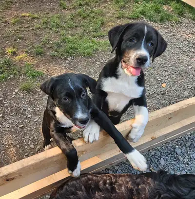One adorable puppy left to find his forever home, View more