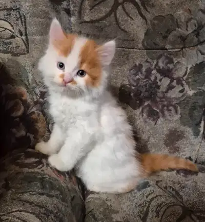 Chaton a vendre, View more