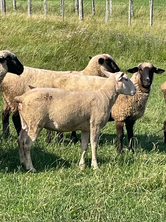 commercial ile de France ewes in Livestock in Owen Sound - Image 7
