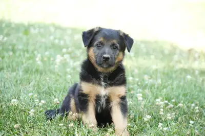 German Shepherd/Border Collie Puppies, View more