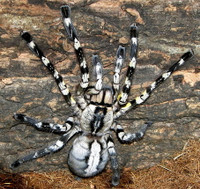 Indian ornamental tarantula/ Poecilotheria regalis