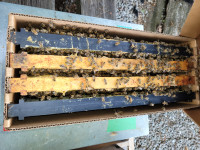 Honey Bees NUC