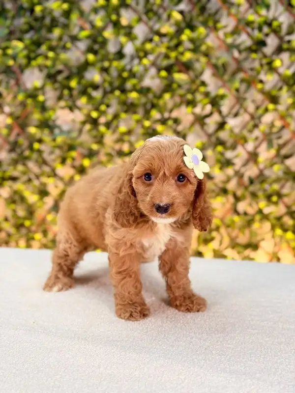 Mini Cockapoo Puppies Ready for New Homes in Dogs & Puppies for Rehoming in Oakville / Halton Region - Image 5