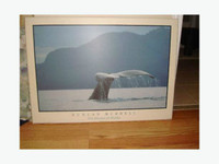 Like New Laminated Whale Picture Duncan Murrell - $12