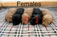 Beautiful Toy/Mini Poodle Puppies