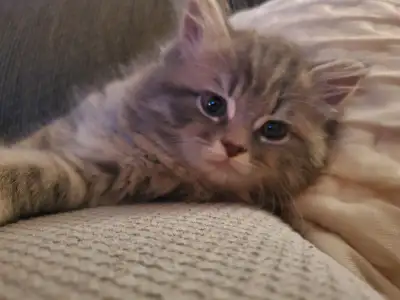 Beautiful and most cuddly kitten ready for a forever loving home, View more