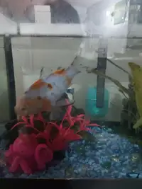 2 Gold fish with 30G tank