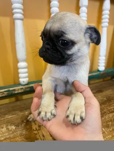 6 boys Purebred pug puppies born October 10th Dewormed, vet checked and first shots Good with kids a...