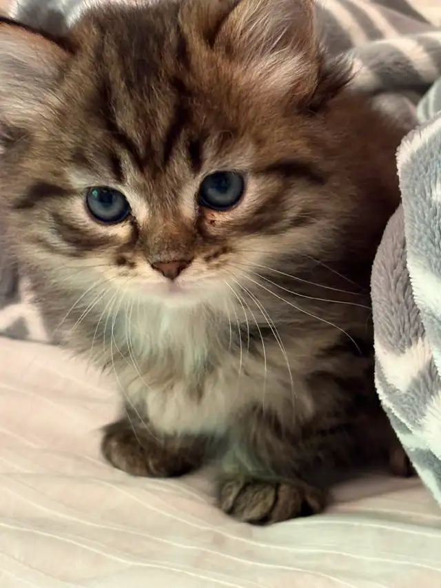 Pedigree Siberian Kittens Available
