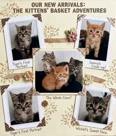 ADORABLE FRIENDLY KITTENS for sale!, View more
