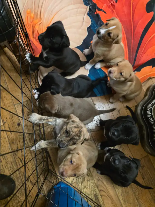 Puppies for sale! in Dogs & Puppies for Rehoming in Calgary - Image 6