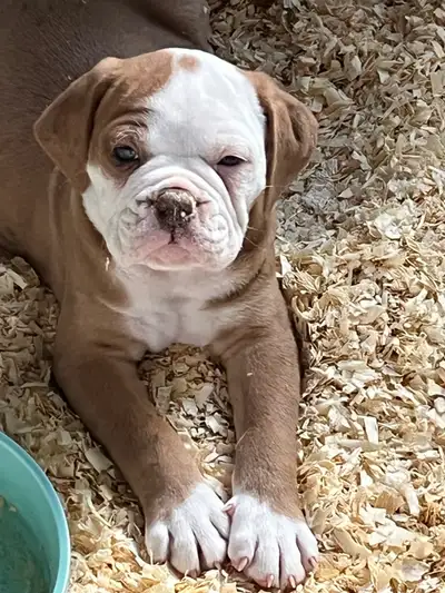 We have two beautiful litters of Olde English Bulldog puppies. SOLD! - 3 females. 5 months old 2 mal...