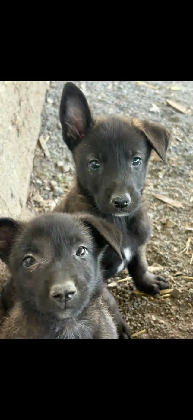 Malinois VKH Chiot Jet Black ou Charbonner in Dogs & Puppies for Rehoming in Laurentides - Image 6