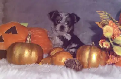 Purebred Yorkshire/ Biewer Yorkshire, View more