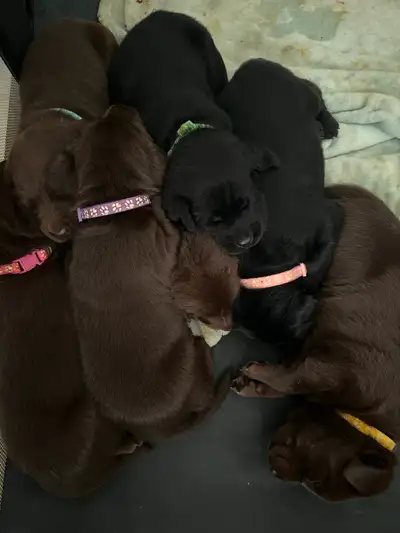 Labrador retriever puppies available for re-homing. Dad is a CKC registered black lab, and mom is a...