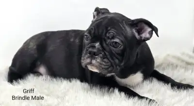 Frenchton Puppies “Rainbow Litter”, View more