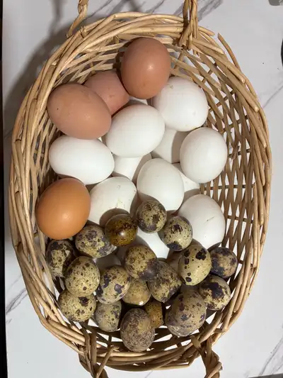 oeufs frais, View more