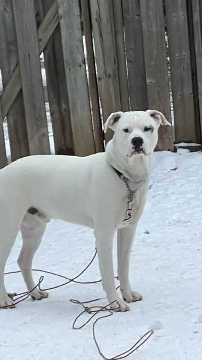 American bulldog/ husky, View more