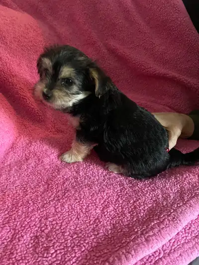 Morkie puppies, View more